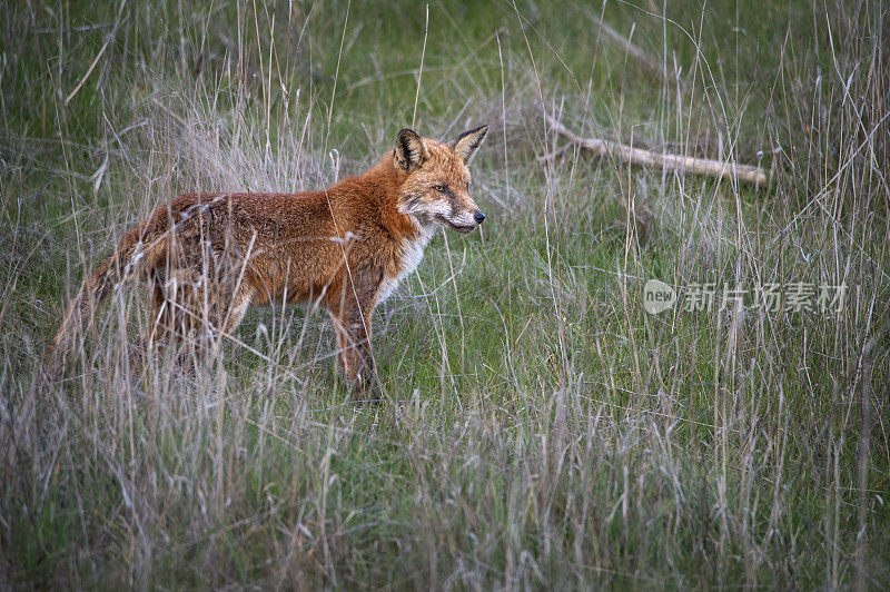 红狐(Vulpes Vulpes)